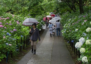 Hydrangea in a Buddhist temple in tsuyu