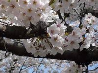 Sakura (Cherry blossom)