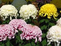 Kiku (Chrysanthemum)