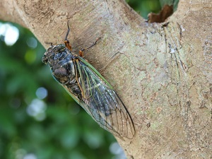 A cicada on a tree trunk