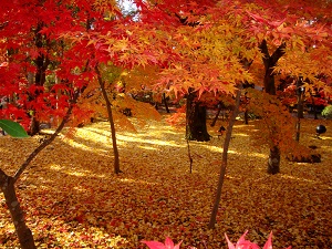 Autumn leaves in Eikando temple in Kyoto