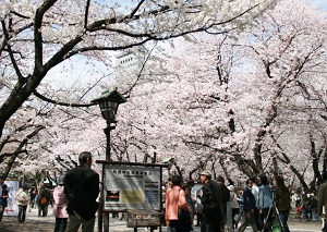 Cherry blossoms in Ueno Park of Tokyo