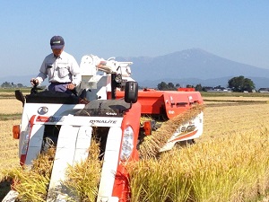 Many fully ripe rice plants are harvested