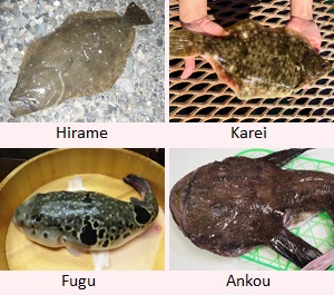 Hirame, Karei, Fugu, Ankou