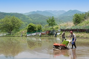 Rice-planting in spring