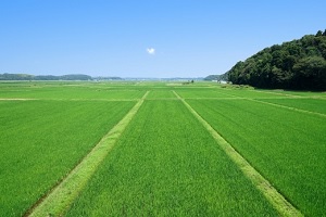 Green rice field in summer