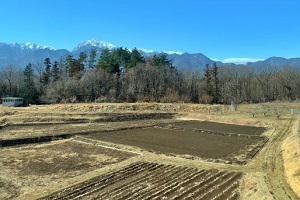 Rice field in winter