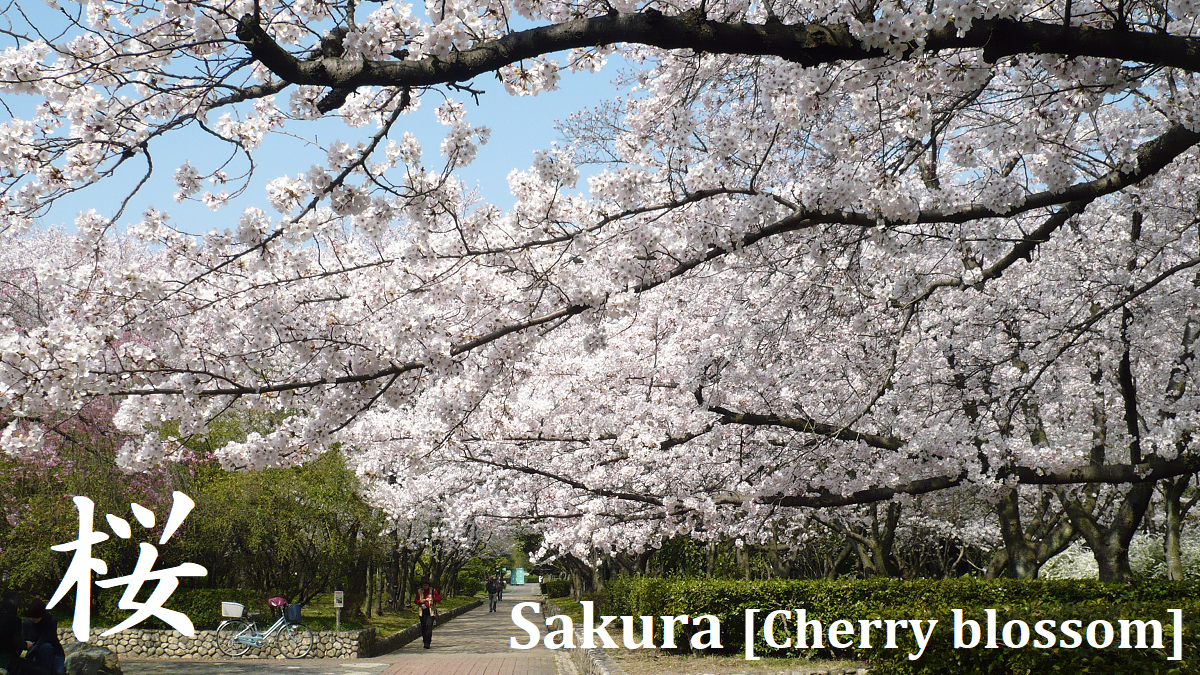 Sakura in Japan