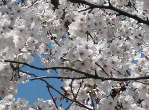 April 5 (Full Blooming !)