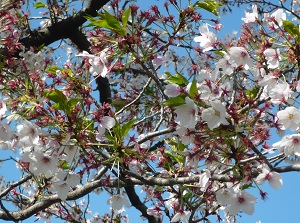 April 13 (8 days after full blooming)