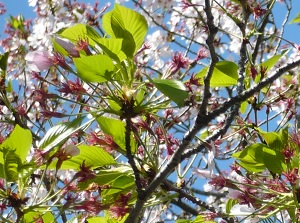 April 16 (11 days after full blooming)