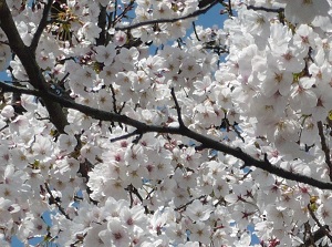 Cherry blossoms