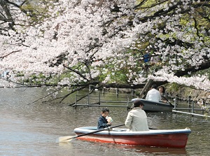 Boats under Sakura