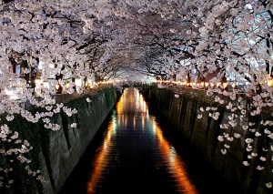 Sakura along Meguro River in the evening