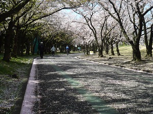 Falling cherry blossoms