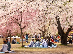 Hanami in Hirosaki Park