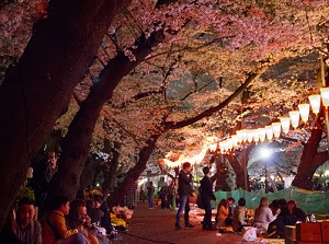 Hanami in the evening