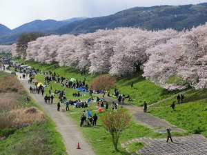 Cherry trees on a riverside