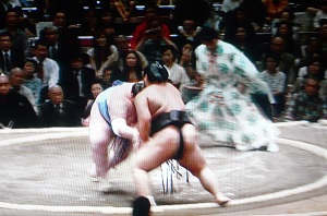 Fighting sumo wrestlers and the gyoji