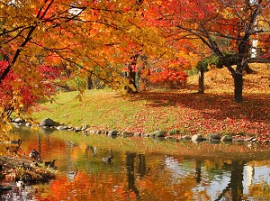 Colored leaves in Nakajima Park