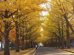 Gingko trees