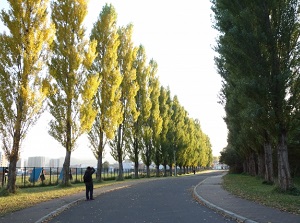 Poplar trees