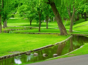 A stream in the campus