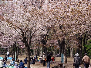 Cherry blossoms in Maruyama Park