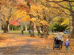 Maruyama Park in autumn