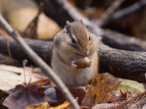 Squirrels sometimes appear in Maruyama Park