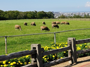 Sheep around observatory of Hitsujigaoka hill