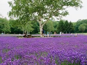 Field of lavender around observatory of Hitsujigaoka hill