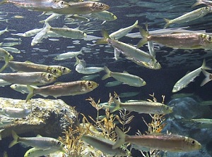 Display of herrings in Otaru Aquarium