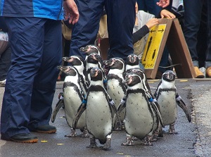 Strolling of penguins in Otaru Aquarium