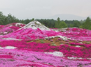 Mini-Yotei in the garden