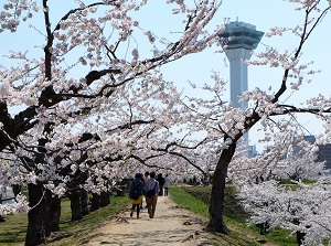Sakura and Goryokaku Tower