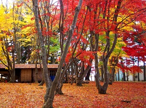 Miharashi Park in autumn