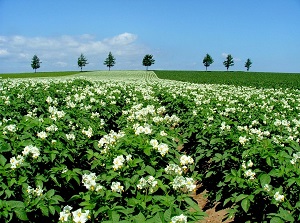 Flowers of potato at Meruhen no Oka