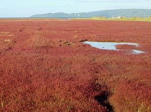 Field of glasswort in Lake Notoro