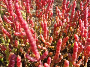 Glasswort (Sangosou)