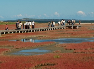 A boardwalk in the field of glasswort