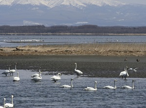 Swans in Lake Tofutsu