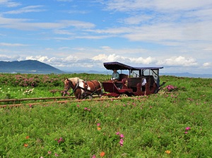 Horse-drawn carriage