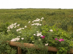 Wild flowers in Wakka Genseikaen