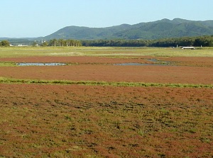 Glasswort around Cape Kimuaneppu