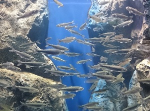A water tank in YAMA NO Aquarium