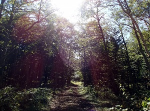 A path to Kaminoko Pond