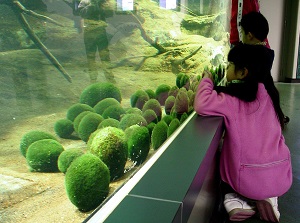 Real marimo in Chuurui Island