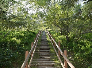 A path to Kottaro Observatory