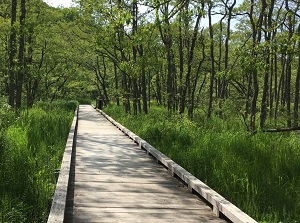 Trees around On'nenai boardwalk